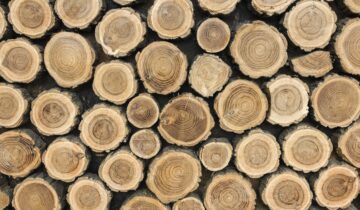 Optimales Holz für Ihre Sauna – Ein umfassender Ratgeber
